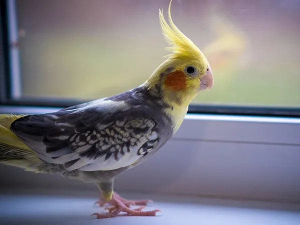 Khẩu phần thức ăn đa dạng, giàu dinh dưỡng cho Vẹt Mã Lai khỏe mạnh