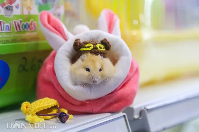 Khoảng giá phụ kiện lồng nuôi cho hình ảnh chuột Hamster cảnh