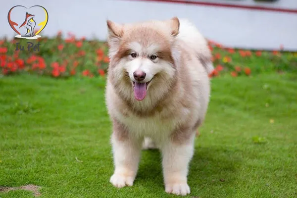 Không nên cho Alaska ăn thịt trước khi sinh