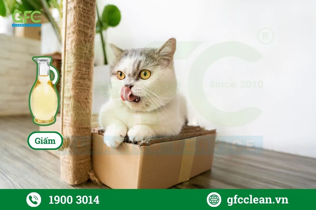 Sử dụng giấm để khử mùi nước tiểu mèo trong phòng