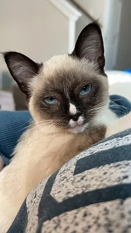 Khuôn mặt biểu cảm và thông minh của mèo xiêm lai ba tư, thể hiện tính cách thân thiện và giao tiếp tốt