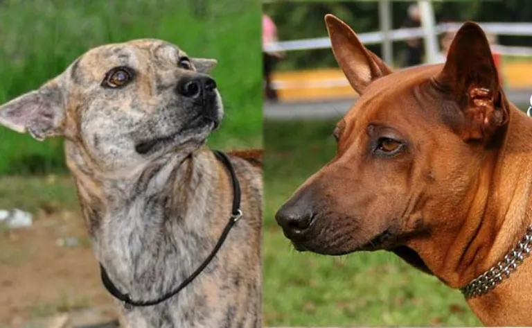 Khuôn mặt của chó xoáy Phú Quốc có nhiều đặc điểm đặc trưng