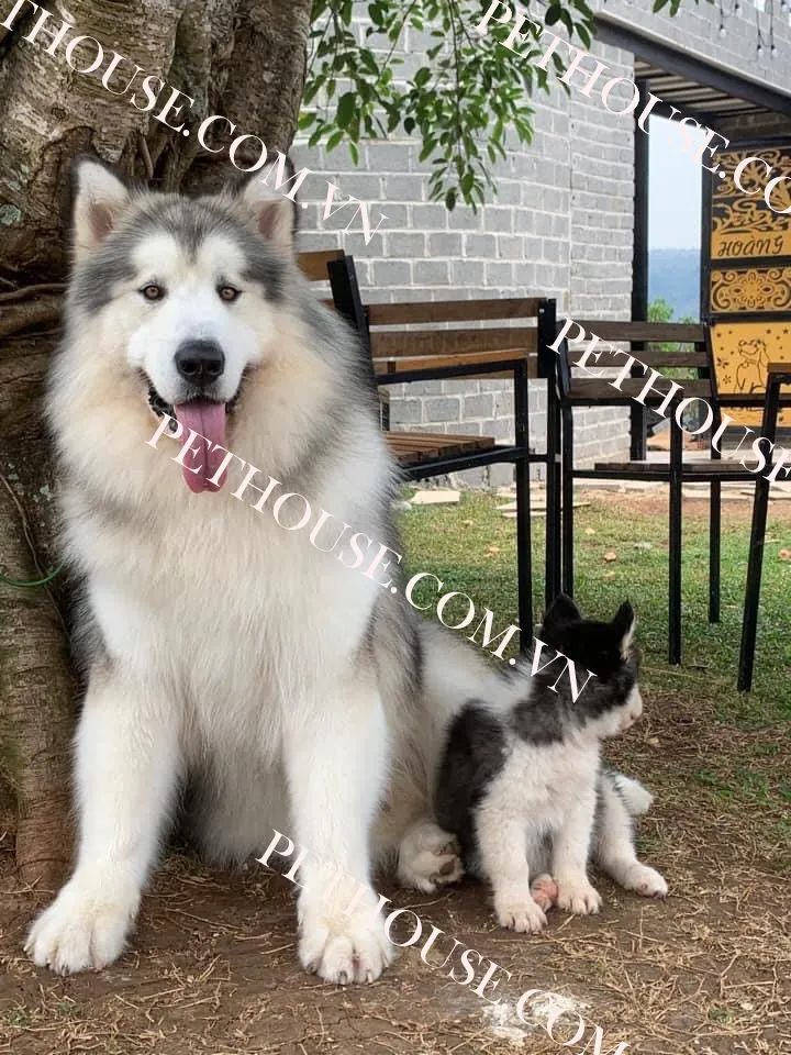 Kích thước chó Alaska trưởng thành cân nặng 50kg, đòi hỏi không gian sống rộng.