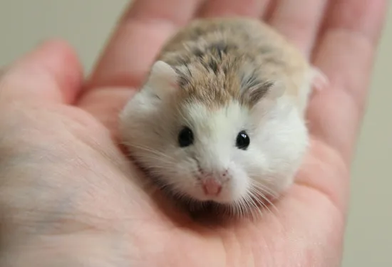 Kích thước Hamster trưởng thành nằm gọn trong lòng bàn tay, minh họa sự nhỏ bé của thú cưng