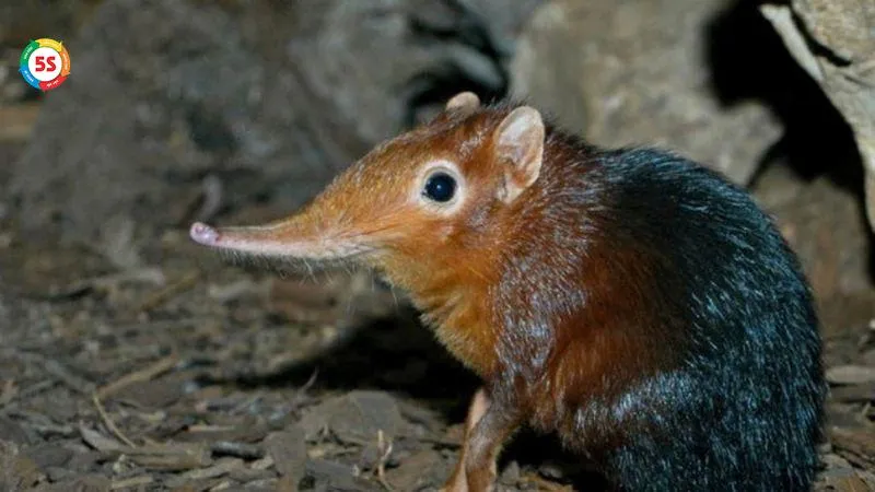 Kích thước và đặc điểm nhận dạng của chuột nhỏ khi xâm nhập nhà