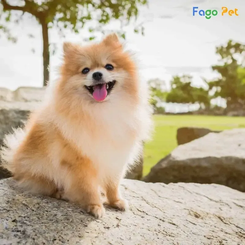 Kiểm soát hành vi chó Phốc Sóc sủa quá mức bằng cách dạy lệnh sủa và lệnh ngừng sủa rõ ràng.