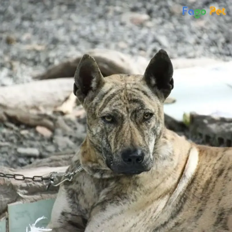 Kiểm soát hành vi tấn công và hung dữ ngay từ khi chó Phú Quốc còn nhỏ