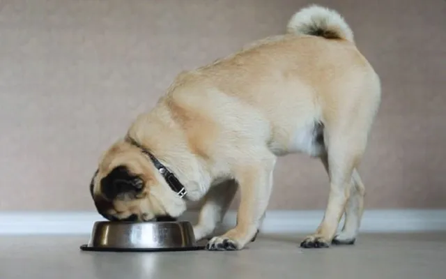 Kiểm soát khẩu phần ăn hợp lý là điều cần thiết để cho Pug mặt xệ ăn đúng cách, tránh béo phì