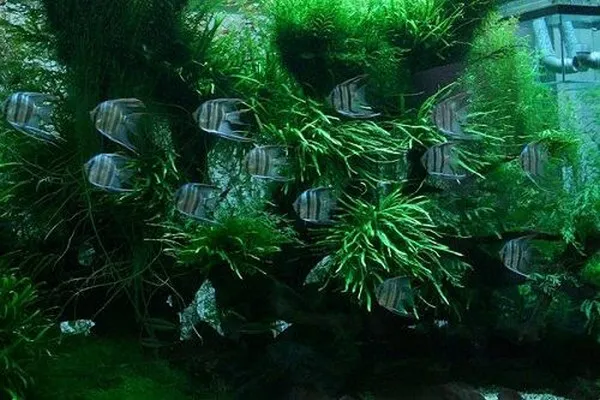 Kiểm soát nhiệt độ và độ pH của môi trường nước trong bể, đảm bảo điều kiện sống tối ưu cho việc chăm sóc và nuôi dưỡng cá thần tiên.