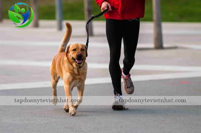 Kiểm soát vật nuôi phòng ngừa nhiễm dại