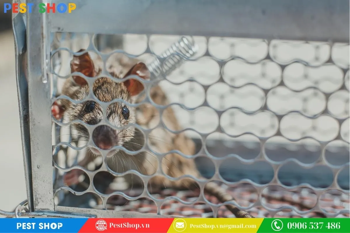 Kiểm tra bẫy chuột tại vị trí chiến lược