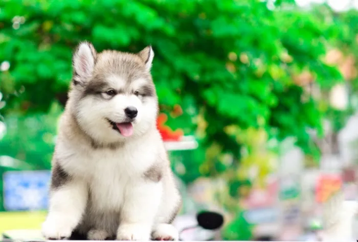 Kiểm tra các loại giấy tờ và phả hệ của chó Alaska xám trắng nhập khẩu