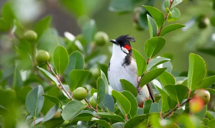 Kiểm tra chất lượng chim chào mào trước khi tiến hành quy trình vào lửa