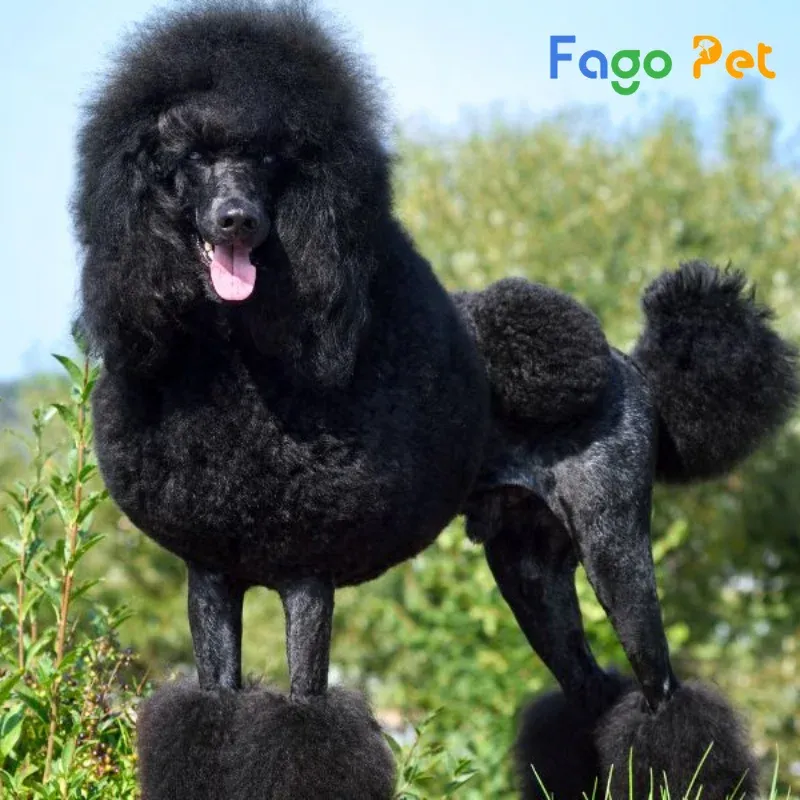 kiểm tra sức khỏe chó Poodle đen
