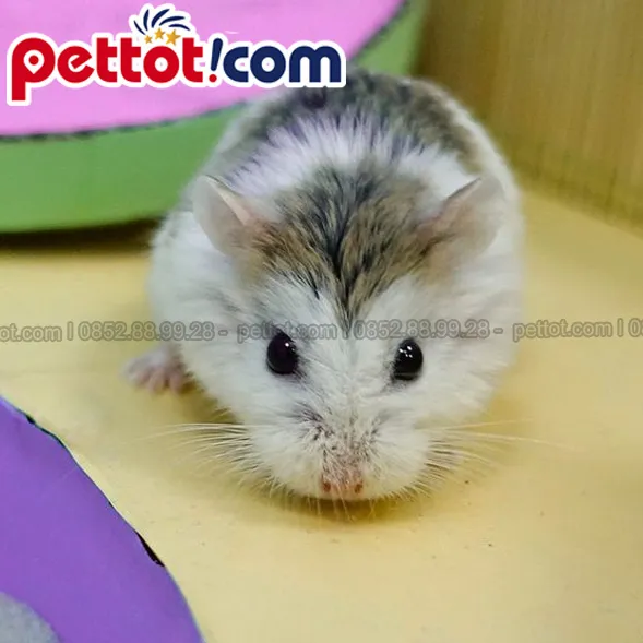 Kiểm tra sức khỏe của chuột Hamster Robo trước khi giao dịch mua bán