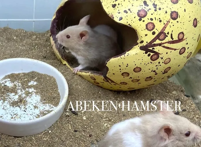 Kiểm tra sức khỏe hamster tại ABEKEN Petshop