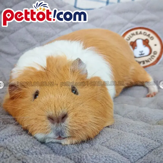 Kiểm tra sức khỏe tổng thể trước khi quyết định mua chuột lang giống.