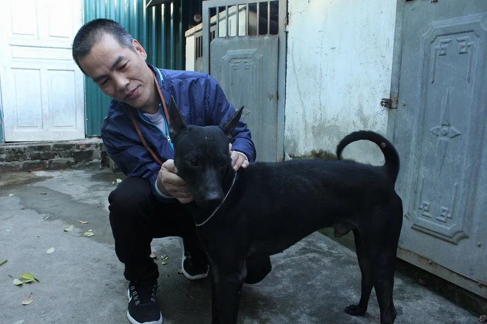 Khám Phá Đặc Điểm Gen Và Chăm Sóc Giống Chó Phú Quốc Lông Xù