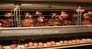 Kỹ thuật chọn lọc gà mái đẻ trứng nhiều chất lượng cao