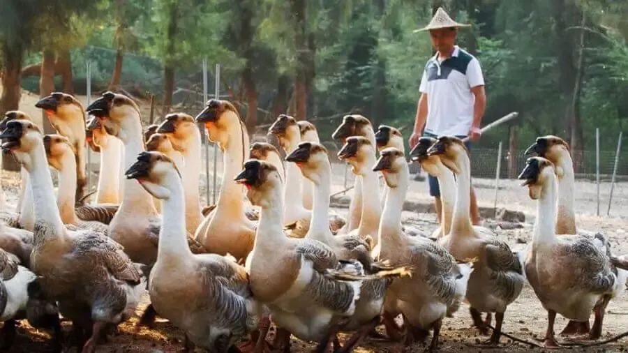 Kỹ thuật chọn lọc và chăm sóc ngỗng sư tử giống khỏe mạnh, đạt chuẩn E-E-A-T