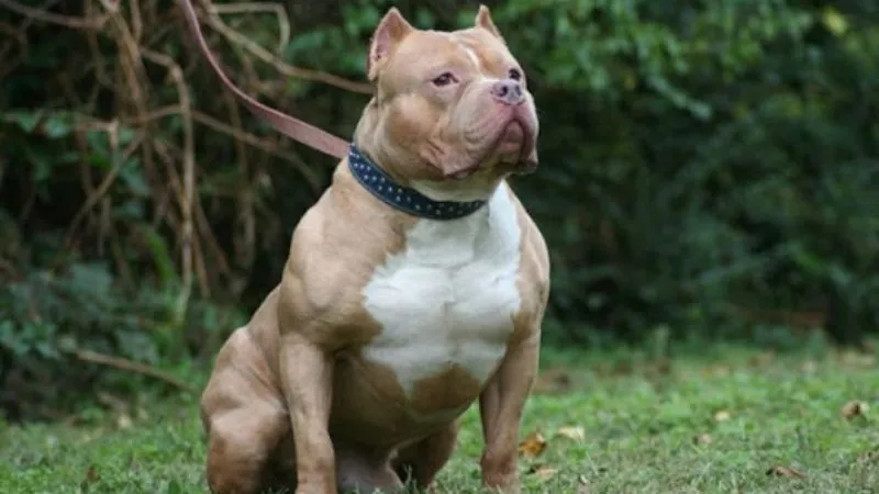 Kỹ thuật huấn luyện lệnh Ngồi (Sit) cho chó Pitbull