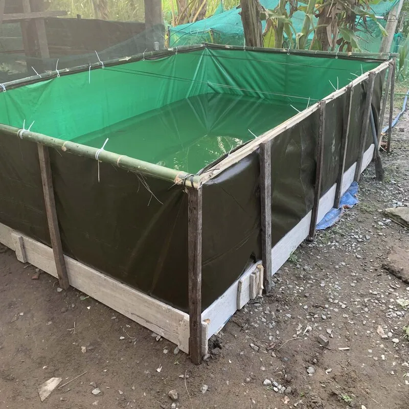 Nuôi Cá Thòi Lòi Tại Nhà: Hướng Dẫn Chi Tiết A-Z