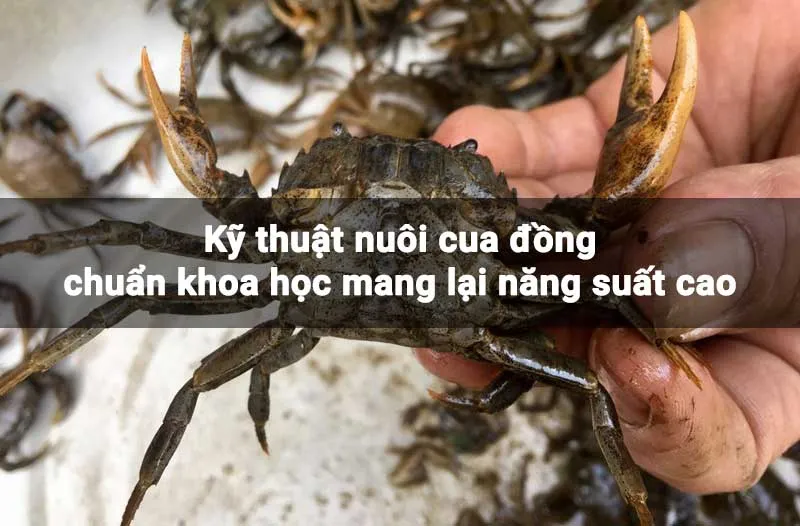 Cách Nuôi Cua Đồng Giống Thành Công Và Đạt Năng Suất Cao