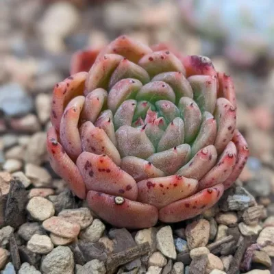 Kỹ thuật tách cây con sen đá để nhân giống hiệu quả