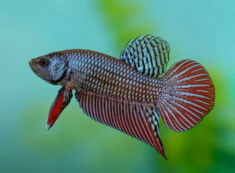 Kỹ thuật thiết lập bể nuôi và cách nuôi cá lia thia đồng để cá lên màu tự nhiên