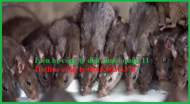 Kỹ thuật viên đặt bẫy keo và hộp bả sinh học an toàn trong dịch vụ bắt chuột tại nhà