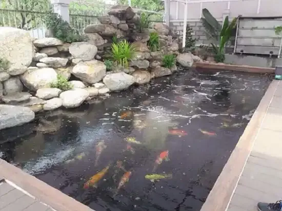 Kỹ thuật xử lý nước và quản lý chất lượng môi trường nuôi cá koi trong bể xi măng