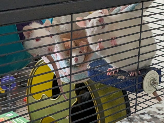 Chuột Hamster Bị Bệnh: Hướng Dẫn Chẩn Đoán Và Điều Trị Toàn Diện