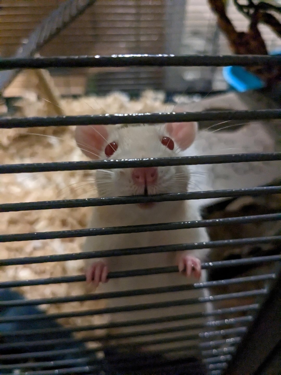 Chuột Hamster Bị Bệnh: Hướng Dẫn Chẩn Đoán Và Điều Trị Toàn Diện