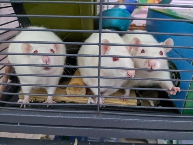 Chuột Hamster Bị Bệnh: Hướng Dẫn Chẩn Đoán Và Điều Trị Toàn Diện