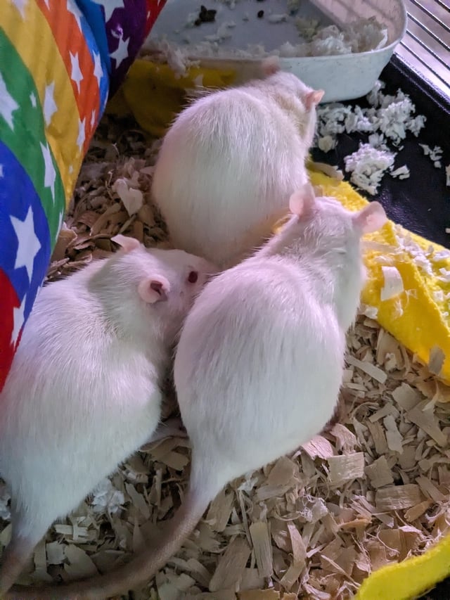 Chuột Hamster Bị Bệnh: Hướng Dẫn Chẩn Đoán Và Điều Trị Toàn Diện