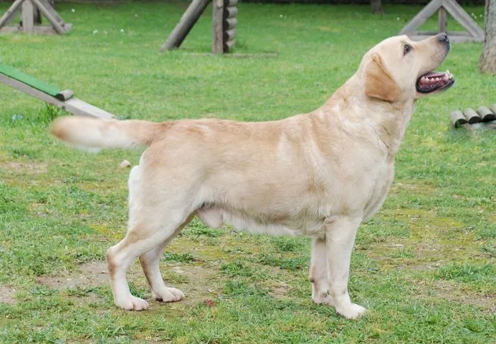 Labrador Retriever là giống chó gia đình trung thành