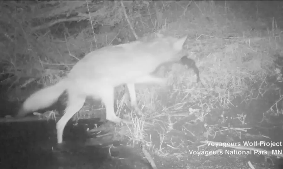 Chó Sói Đánh Dấu Lãnh Thổ: Chiến Lược Giao Tiếp Của Coyote Phía Đông