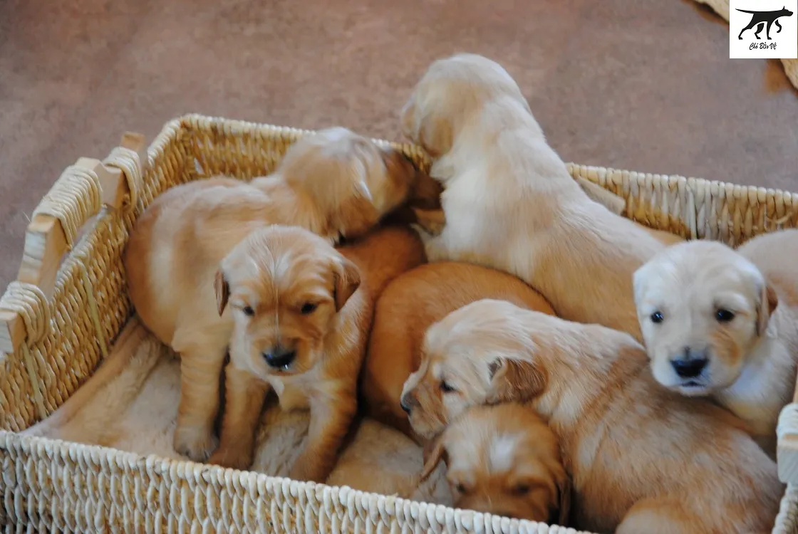 Chó mẹ Golden Retriever đang chăm sóc đàn con nhỏ xinh xắn của mình tại trại giống