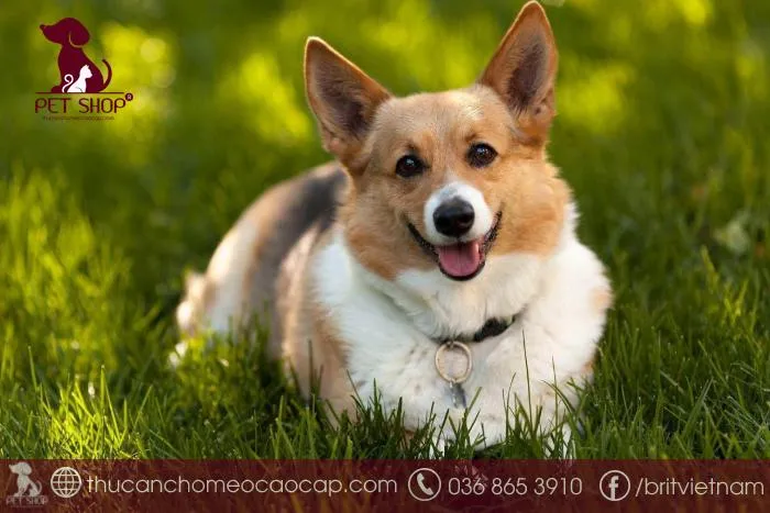 Lịch luyện tập hàng ngày giúp chó Corgi chân ngắn phòng tránh béo phì
