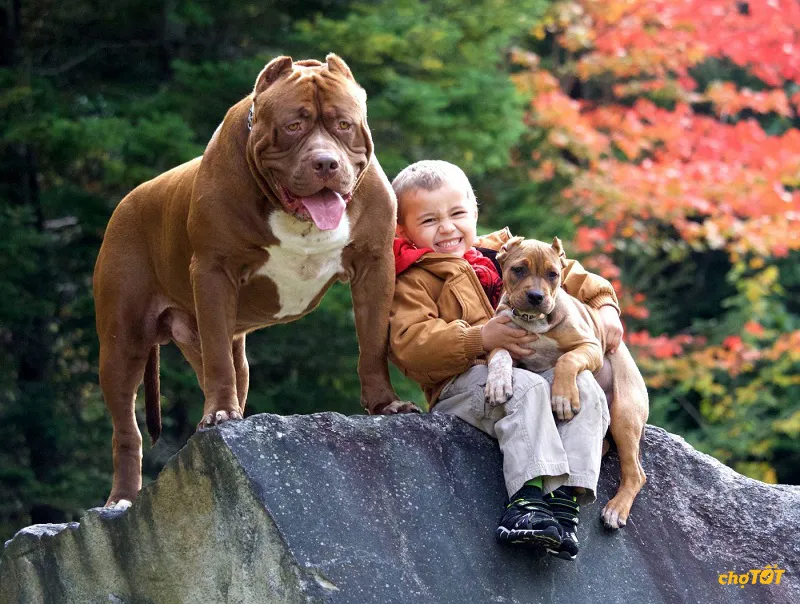 Lịch sử phát triển và nguồn gốc giống chó Pitbull