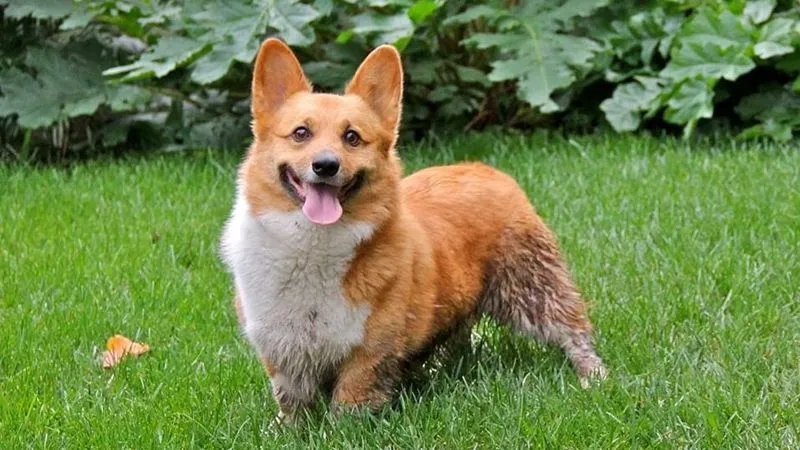 Lịch sử và nguồn gốc chó Corgi được sử dụng để chăn gia súc