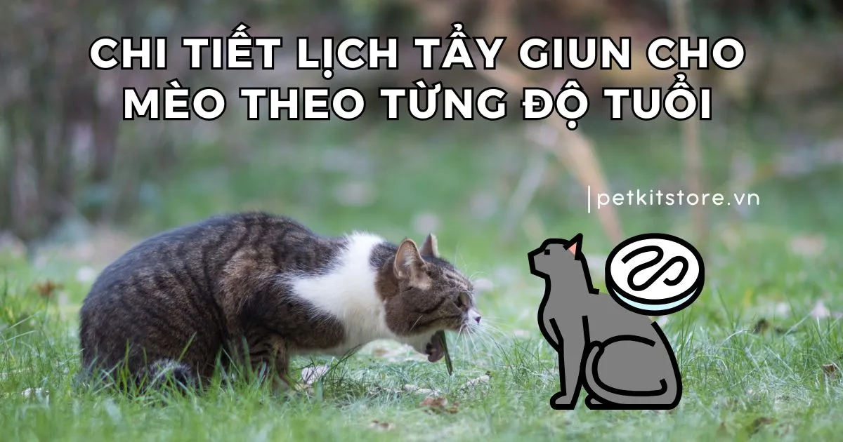 Tẩy Giun Cho Mèo Đúng Cách: Hướng Dẫn Chi Tiết Từ A-Z
