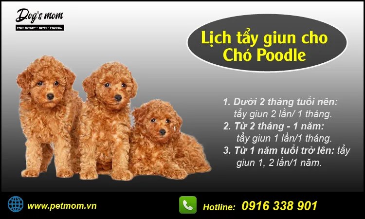 Lịch trình tẩy giun cho chó Poodle con theo tuần tuổi