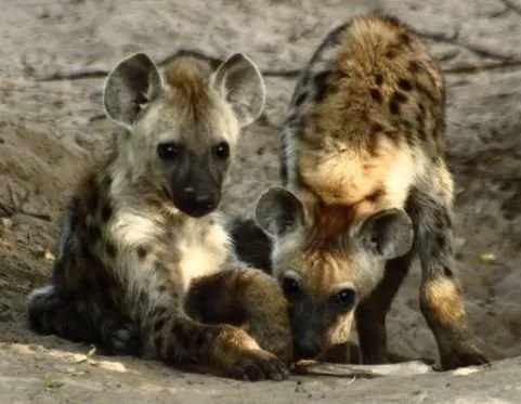 Linh cẩu đốm đang đi săn theo đàn trên thảo nguyên
