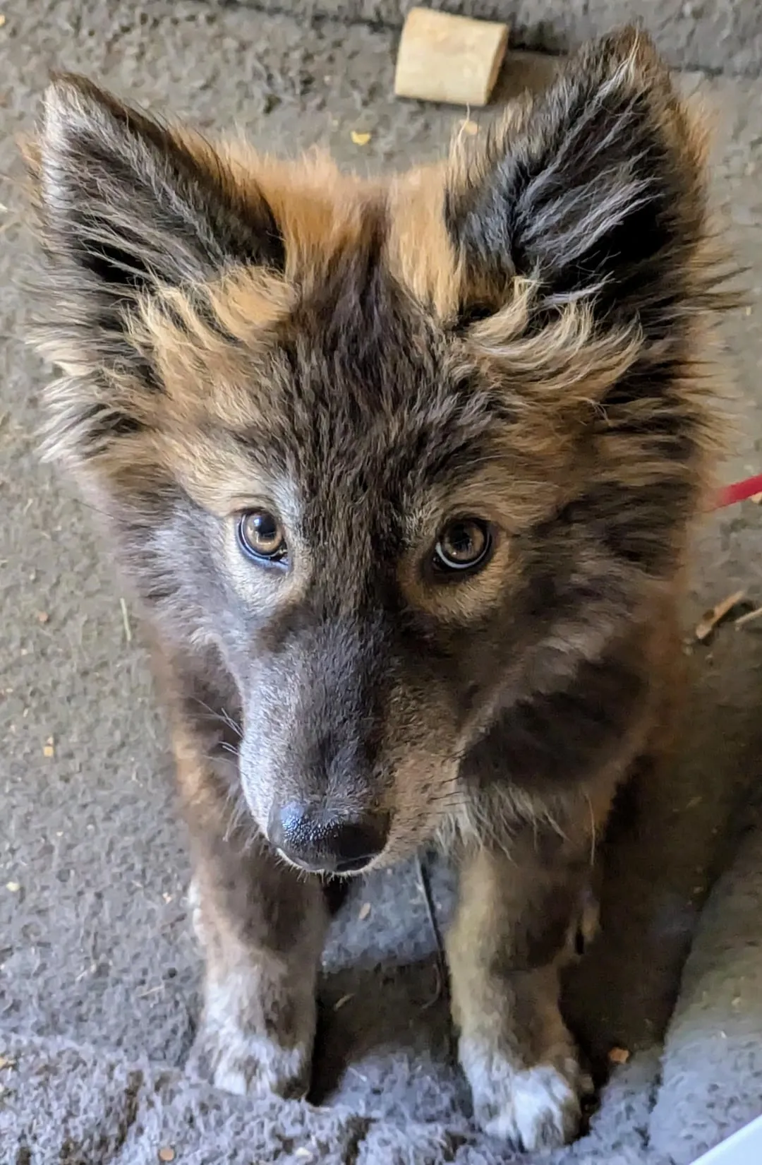 Chó Sói Kêu: Giải Mã Ngôn Ngữ Hú Của Loài Động Vật Hoang Dã