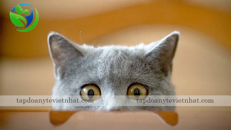 Lo lắng bồn chồn biểu hiện của thể dại điên cuồng