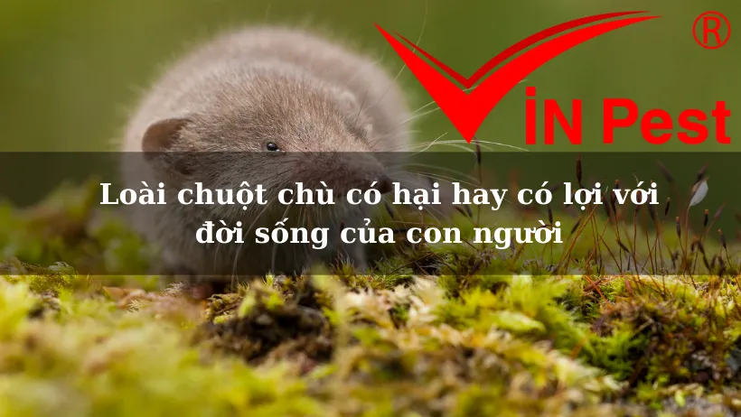 Loài chuột chù đang tìm kiếm thức ăn trong môi trường tự nhiên, phân tích chuột chù có lợi hay hại