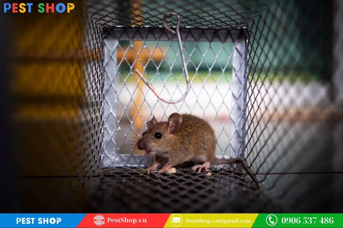 Lợi ích của việc tự làm bẫy chuột tại nhà, kiểm soát dịch hại