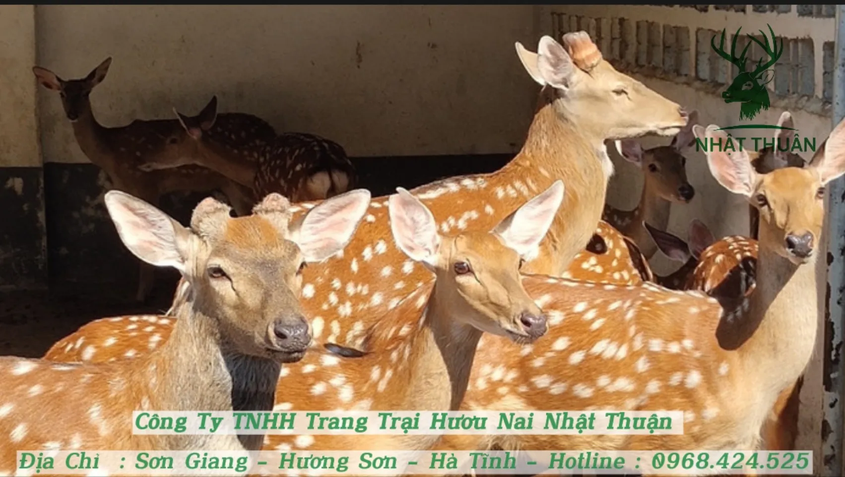 Lợi ích và hỗ trợ kỹ thuật khi mua con giống tại các trang trại chuyên nghiệp giúp tối ưu cách chăn nuôi hươu