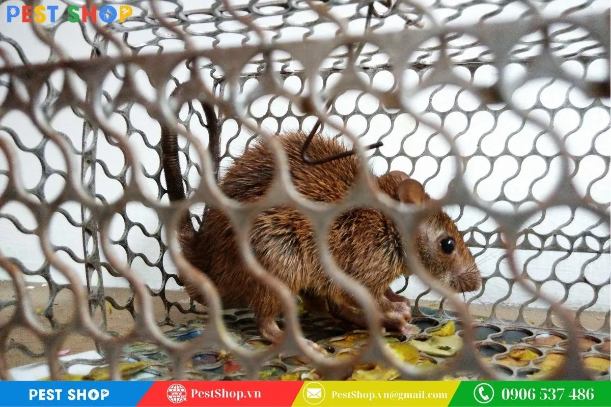 Lồng bẫy chuột nhân đạo, chiến lược kiểm soát dịch hại không gây thương tích